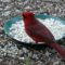 Male cardinal enjoying safflower seed.