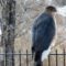 Adult Cooper’s Hawk at the Jordan River Nature Center feeders