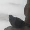 Black Rock Pigeon