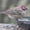 House Finch with diseased right eye