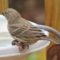 House Finch with growth and/or deformity on its foot.