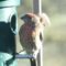 House Finch with ball of feathers on his head