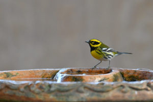 a yellow and black-patterned warbler perched on an orange bird bath
