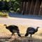 Turkeys in the Middle of Town