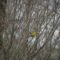 One Goldfinch in a Bush