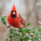 Male Northern Cardinal Checks Things Out