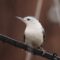 Love Nuthatches