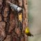 Pine Warbler & White-breasted Nuthatch