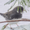 Dark-eyed Junco…”Snowbird” in the snow