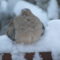 Snoozing Early Snowy Morning Mourning Dove