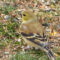 Goldfinch