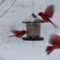 Snowy Cardinals