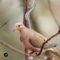 So sweet Mourning Dove