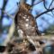 My first Hawk sighting!Despite that pesky branch making it look like it has horns-I think it it is a Cooper’s hawk