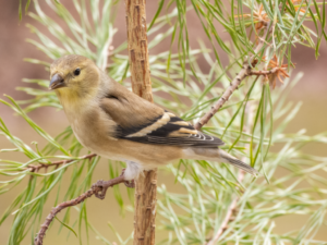 Small, drab yellow finch perched on pine branch.