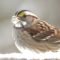 White-throated Sparrow doesn’t seem to mind a face full of snow, as long as he gets his nut!