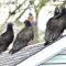 A ‘Committee’ meeting of Turkey Vultures