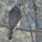 Cooper’s Hawk in the Moments Following Failed Attack on Feeders