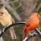 “I don’t want to talk about it  !!”  female & male Cardinals