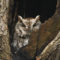 Cute eastern screech owl