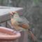 Blind Female Northern Cardinal drinking