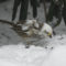 Snow sparrow!
