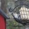 New Species for the Bird Hotel – Hairy Woodpecker!