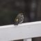 Yellow Rumped Warbler from hell