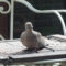Mourning dove poses on feeding table