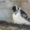 Downey woodpecker