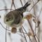 American Goldfinch – Feeding on Monarda