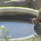 Ladderback woodpecker