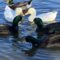 Mallard ducks “hearting” each other