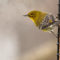 Pine Warbler