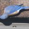 Winter bluebirds