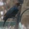 Brown-Headed Cowbirds in North Yarmouth