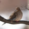 Avian Keratin Disorder in Doves