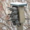 Bushtits on Suet feeder, Sharp-shinned Hawk kill