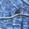 Mourning Dove- December 2021