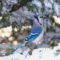Blue Jay in the Snow