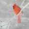 Northern Cardinal (Cardinalis cardinalis) male