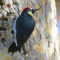Acorn Woodpecker at his granary tree
