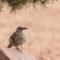 One-footed  Curve-billed Thrasher