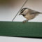 Mountain Chickadee with a Peanut Between His Feet