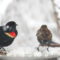 Red-winged blackbird, male and female