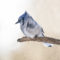 Cold Blue Jay