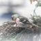 Pretty in Pink Common Redpoll