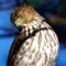 Getting to know and love a Cooper’s Hawk!