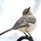 A cute pic of Mockingbird–I never thought of it as cute before😊