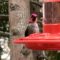 Anna’s Hummingbird